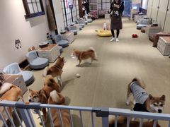 -逗柴咖啡屋·狗咖猫咖宠物桌游