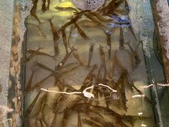 活虾-渔家火锅·海鲜自助餐·演艺(亚龙湾天域酒店)