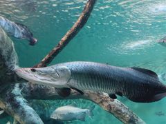 -上海海洋水族馆