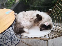 大堂-有猫主题·治愈系猫咖(曾厝垵店)