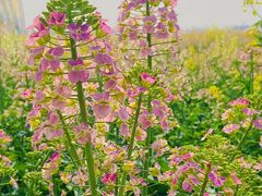 -中国天府农业博览园