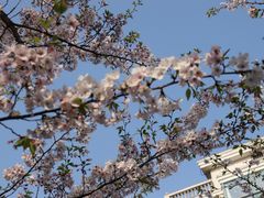 -高东镇樱花园