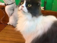 -李小姐の猫咖啡馆(五角场店)