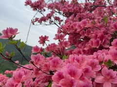 -木兰云雾山