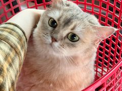 -瑞鹏宠物医院·骨科·猫科·内科(第一中心)