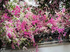 -深圳国际园林花卉博览园