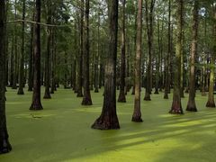 -渌洋湖湿地公园