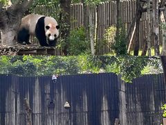 -成都大熊猫繁育研究基地