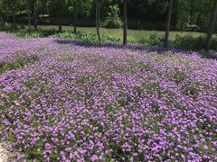 -同里国家湿地公园