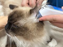 -瑞派康怡24h宠物医院·犬猫医疗中心·微创绝育(瑞景分院)