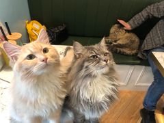 -喵喵咪呀布偶猫咖(春熙路店)