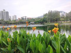 -四海公园(南山区)