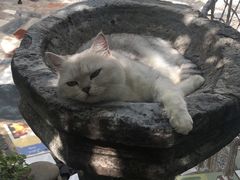 -喵屿·大理花园猫咖