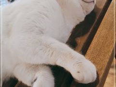 -Cappucimeow猫咪咖啡馆(韦伯时代店)