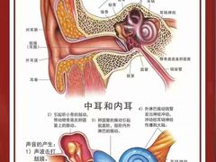 -自然之声助听器(平凉店)