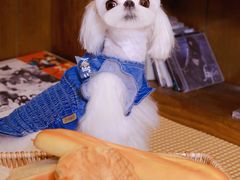 -萌宠之家·腊肠犬·马尔泰·小体犬舍