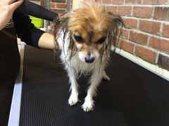 -Oh My Dog宠物沙龙(伊珊娜皮毛护理店)