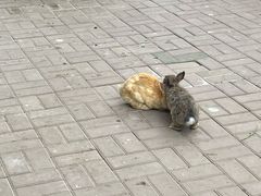 -保定市动物园