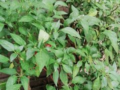 -茗荔园农庄(大涌店)