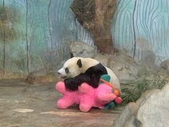 -海南热带野生动植物园