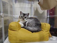 -瑞派·关忠动物医院·猫专科·犬专科(三环新城店)