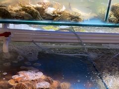 -四海蒸鲜蒸汽海鲜自助(北戴河店)