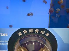 -上海海洋水族馆