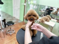 -鑫艺宠物美容培训学校