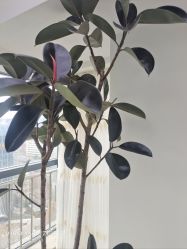 -HEYAN荷妍专业脱毛连锁机构