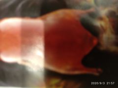 -原鄉本味 楚菜 丹江口鱼(北苑店)