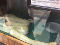 -上海大自然野生昆虫馆(东方明珠·爬宠昆虫探索中心)