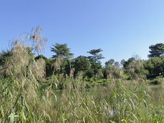 -鹤之洲湿地公园