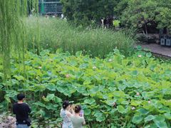 -莲湖公园