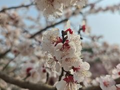 -北京鹫峰国家森林公园