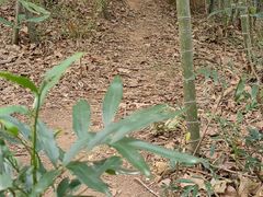 -杭州半山国家森林公园