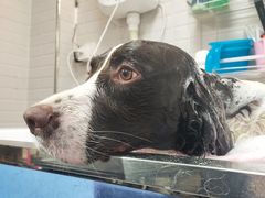 -喵汪宠物生活馆(涞坊路店)