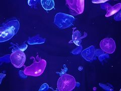 -顺德南宏海立方海洋公园
