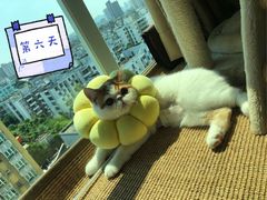 -瑞鹏宠物医院华南总院·夜诊·心脏科·骨科