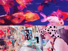 -桂林市花鸟市场