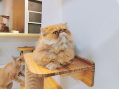 -Heymao猫咖.咖啡厅(东门店)