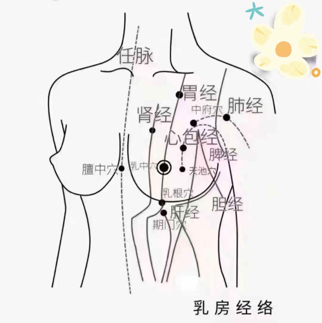 乳房学位经络图片图片