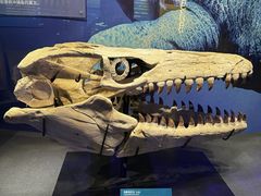 -国家自然博物馆