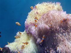 -海合安武汉极地海洋公园