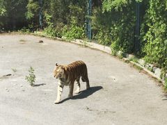 -大连森林动物园