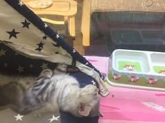 -藏猫猫咖啡主题馆(中央大道店)