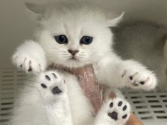 -lincat·猫舍(广州店)
