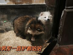 -石狮世茂摩天城摩天轮