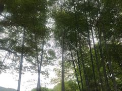 -西湖风景区十里琅珰-五云山