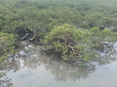 -北海金海湾红树林生态旅游区