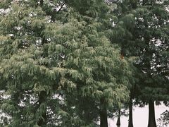 -海珠湖公园